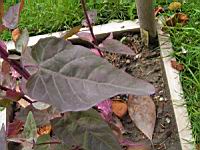 Arroche rouge, Atriplex hortensi (3) (Photo F. Mrugala)